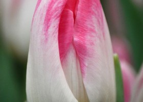 Tulipa Sinfonie ® (4)